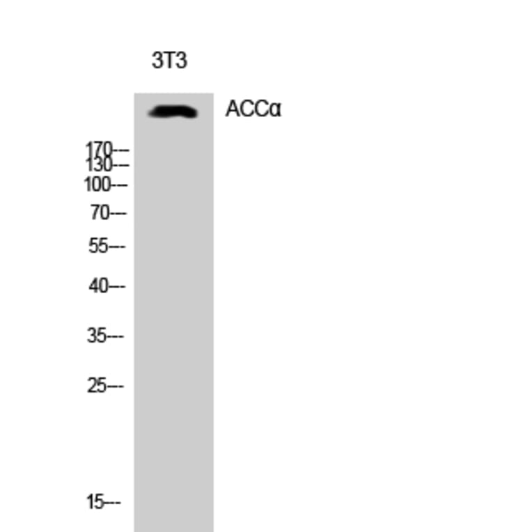 Western Blot - Anti-acetyl CoA Carboxylase Antibody (B0051) - Antibodies.com