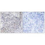 Immunohistochemistry - Anti-4E-BP1 (phospho Thr45) Antibody (A7002) - Antibodies.com
