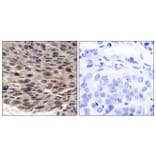 Immunohistochemistry - Anti-4E-BP1 (phospho Thr36) Antibody (A7001) - Antibodies.com