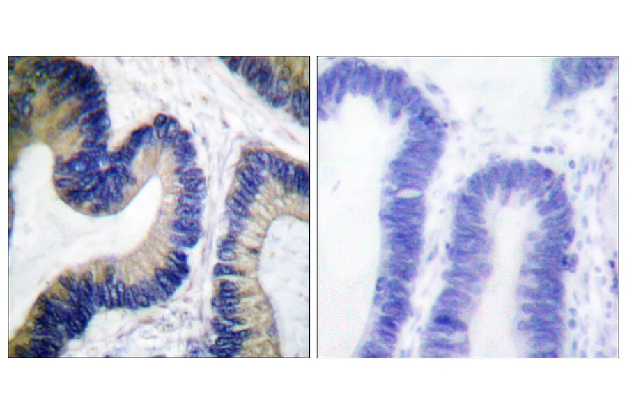 Immunohistochemistry - Anti-4E-BP1 (phospho Ser64) Antibody (A0401) - Antibodies.com