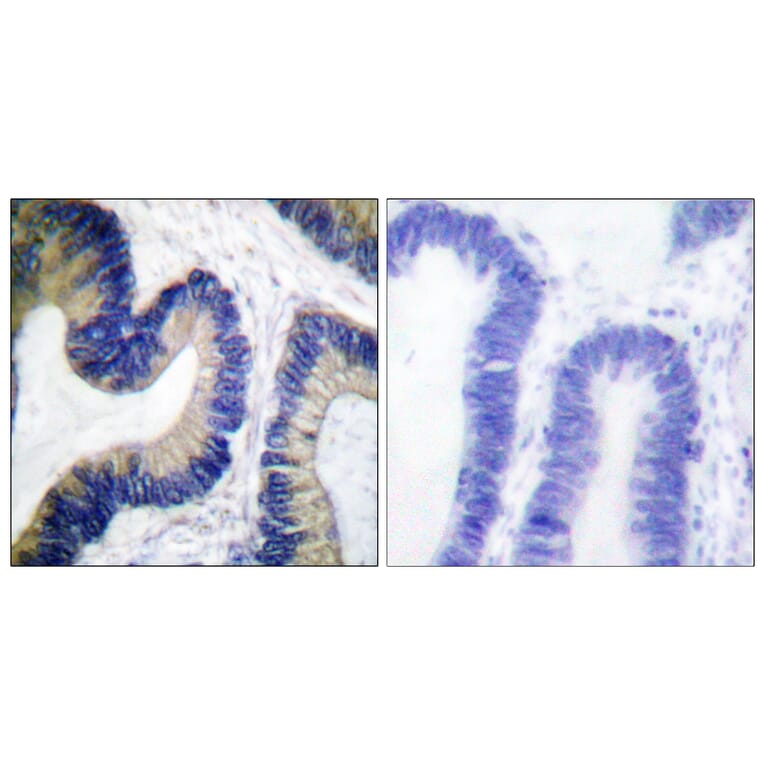 Immunohistochemistry - Anti-4E-BP1 (phospho Ser64) Antibody (A0401) - Antibodies.com