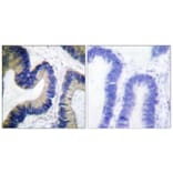 Immunohistochemistry - Anti-4E-BP1 (phospho Ser64) Antibody (A0401) - Antibodies.com