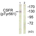 Western Blot - Anti-CSFR (phospho Tyr561) Antibody (A0877) - Antibodies.com
