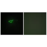 Immunofluorescence - Anti-Collagen XX alpha1 Antibody (C12225) - Antibodies.com