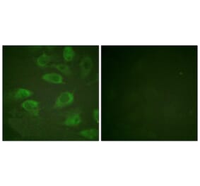 Immunofluorescence - Anti-IL-2R alpha (phospho Ser268) Antibody (A1061) - Antibodies.com