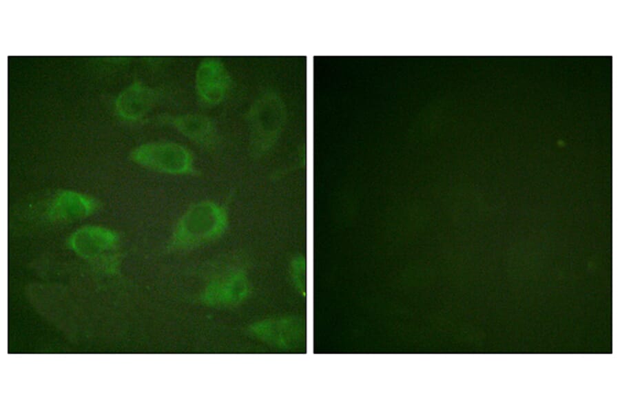 Immunofluorescence - Anti-IL-2R alpha (phospho Ser268) Antibody (A1061) - Antibodies.com