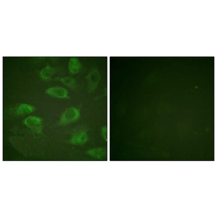 Immunofluorescence - Anti-IL-2R alpha (phospho Ser268) Antibody (A1061) - Antibodies.com