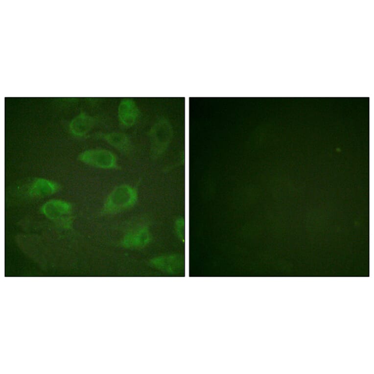 Immunofluorescence - Anti-IL-2R alpha (phospho Ser268) Antibody (A1061) - Antibodies.com