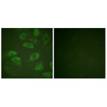 Immunofluorescence - Anti-IL-2R alpha (phospho Ser268) Antibody (A1061) - Antibodies.com