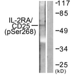 Western Blot - Anti-IL-2R alpha (phospho Ser268) Antibody (A1061) - Antibodies.com