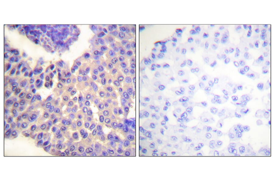 Immunohistochemistry - Anti-Arrestin 1 (phospho Ser412) Antibody (A0455) - Antibodies.com