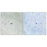 Immunohistochemistry - Anti-Arrestin 1 (phospho Ser412) Antibody (A0455) - Antibodies.com