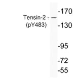 Western Blot - Anti-Tensin-2 (phospho Tyr483) Antibody (P12-1059) - Antibodies.com