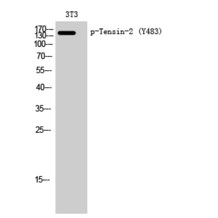 Western Blot - Anti-Tensin-2 (phospho Tyr483) Antibody (P12-1059) - Antibodies.com