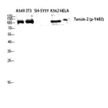 Western Blot - Anti-Tensin-2 (phospho Tyr483) Antibody (P12-1059) - Antibodies.com