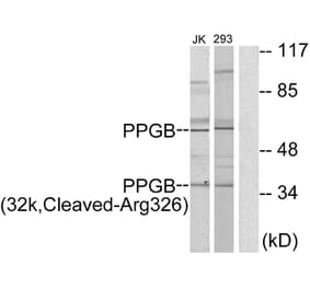 Western Blot - Anti-PPGB (32k,cleaved Arg326) Antibody (L0313) - Antibodies.com