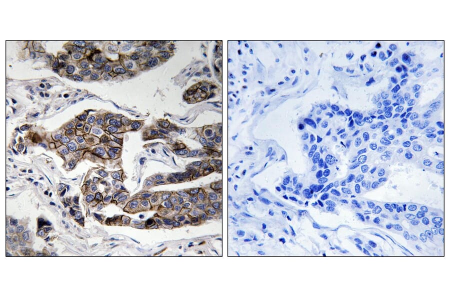 Immunohistochemistry - Anti-Girdin (phospho Ser1417) Antibody (A8352) - Antibodies.com