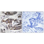 Immunohistochemistry - Anti-Girdin (phospho Ser1417) Antibody (A8352) - Antibodies.com