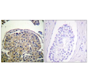 Immunohistochemistry - Anti-CD227 (phospho Tyr1243) Antibody (A0844) - Antibodies.com
