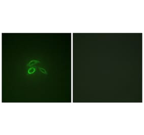 Immunofluorescence - Anti-CD227 (phospho Tyr1229) Antibody (A1193) - Antibodies.com
