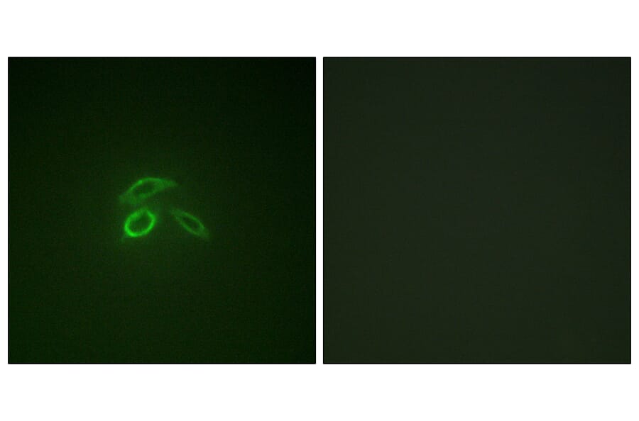 Immunofluorescence - Anti-CD227 (phospho Tyr1229) Antibody (A1193) - Antibodies.com
