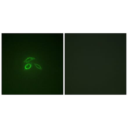 Immunofluorescence - Anti-CD227 (phospho Tyr1229) Antibody (A1193) - Antibodies.com
