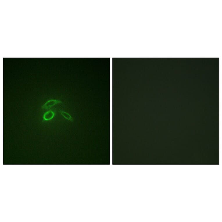 Immunofluorescence - Anti-CD227 (phospho Tyr1229) Antibody (A1193) - Antibodies.com