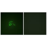 Immunofluorescence - Anti-CD227 (phospho Tyr1229) Antibody (A1193) - Antibodies.com