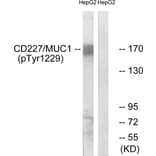 Western Blot - Anti-CD227 (phospho Tyr1229) Antibody (A1193) - Antibodies.com