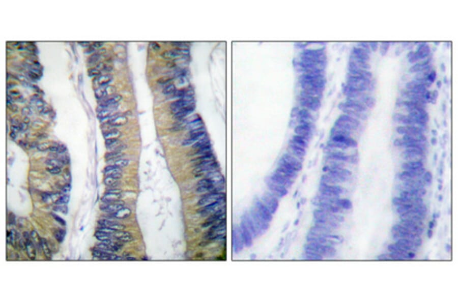 Immunohistochemistry - Anti-4E-BP1 (phospho Thr69) Antibody (A0402) - Antibodies.com