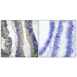 Immunohistochemistry - Anti-4E-BP1 (phospho Thr69) Antibody (A0402) - Antibodies.com