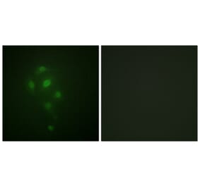 Immunofluorescence - Anti-MSK1 (phospho Thr581) Antibody (A0686) - Antibodies.com