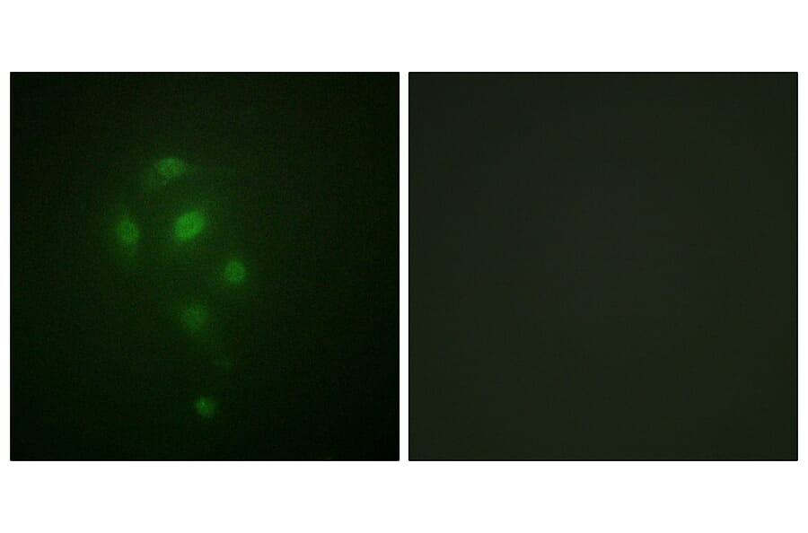 Immunofluorescence - Anti-MSK1 (phospho Thr581) Antibody (A0686) - Antibodies.com