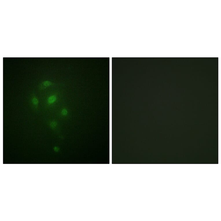 Immunofluorescence - Anti-MSK1 (phospho Thr581) Antibody (A0686) - Antibodies.com