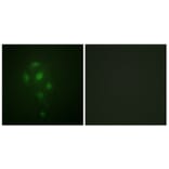 Immunofluorescence - Anti-MSK1 (phospho Thr581) Antibody (A0686) - Antibodies.com