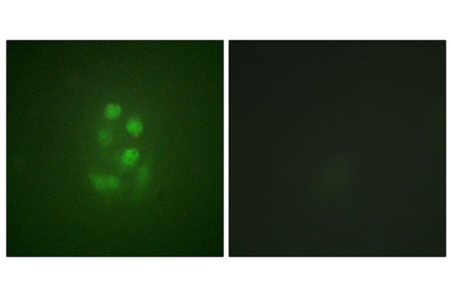 Immunofluorescence - Anti-KIF2C (phospho Ser95) Antibody (A1214) - Antibodies.com
