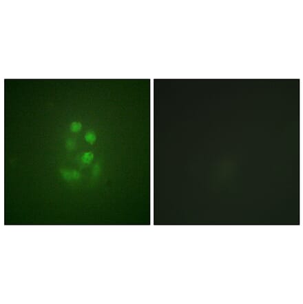 Immunofluorescence - Anti-KIF2C (phospho Ser95) Antibody (A1214) - Antibodies.com
