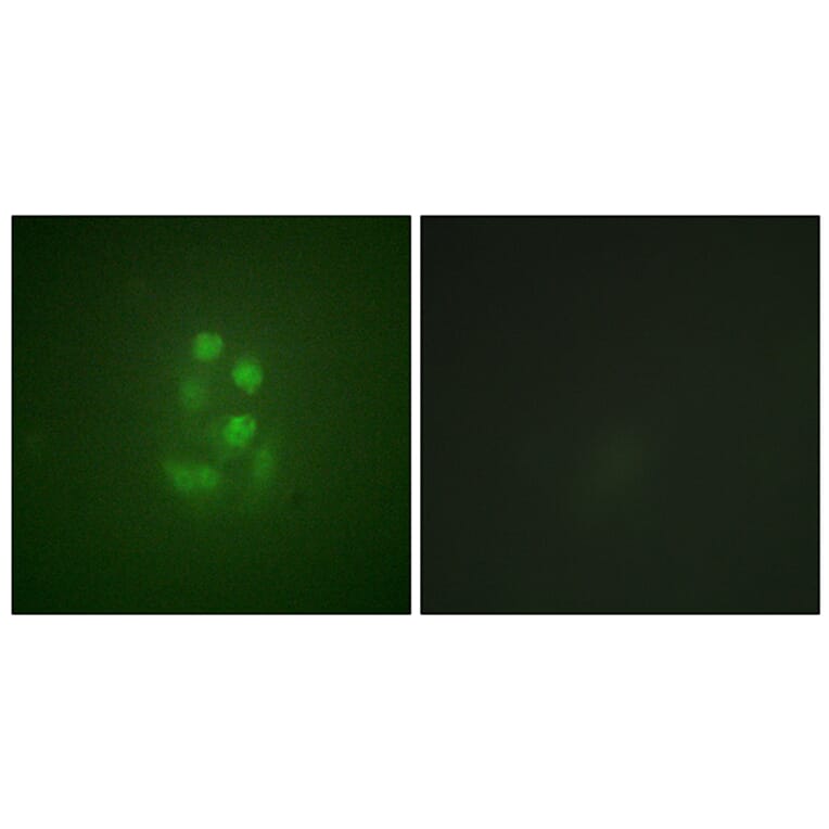Immunofluorescence - Anti-KIF2C (phospho Ser95) Antibody (A1214) - Antibodies.com