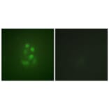 Immunofluorescence - Anti-KIF2C (phospho Ser95) Antibody (A1214) - Antibodies.com