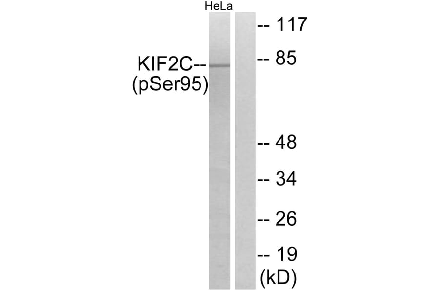 Western Blot - Anti-KIF2C (phospho Ser95) Antibody (A1214) - Antibodies.com