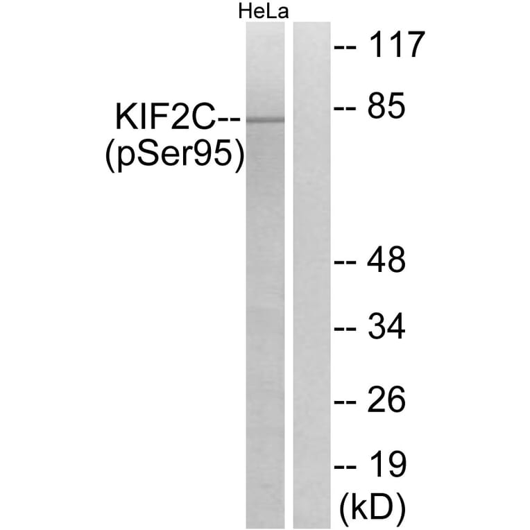 Western Blot - Anti-KIF2C (phospho Ser95) Antibody (A1214) - Antibodies.com