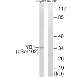 Western Blot - Anti-YB1 (phospho Ser102) Antibody (A8481) - Antibodies.com