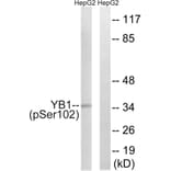 Western Blot - Anti-YB1 (phospho Ser102) Antibody (A8481) - Antibodies.com