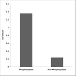 ELISA - Anti-YB1 (phospho Ser102) Antibody (P12-1200) - Antibodies.com