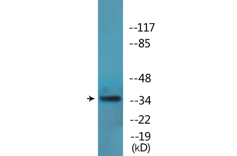 Western Blot - Anti-YB1 (phospho Ser102) Antibody (P12-1200) - Antibodies.com
