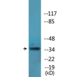 Western Blot - Anti-YB1 (phospho Ser102) Antibody (P12-1200) - Antibodies.com