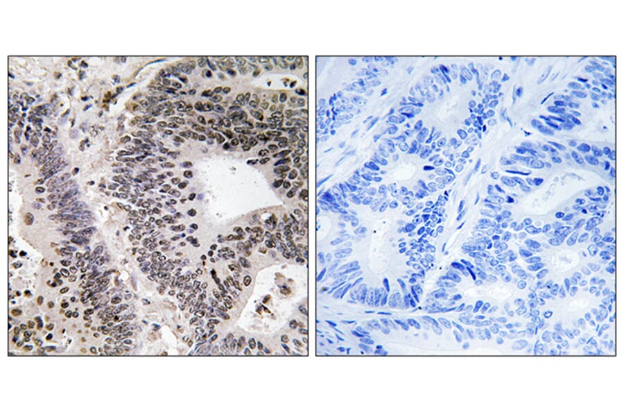 Immunohistochemistry - Anti-WWOX (phospho Tyr33) Antibody (A8276) - Antibodies.com