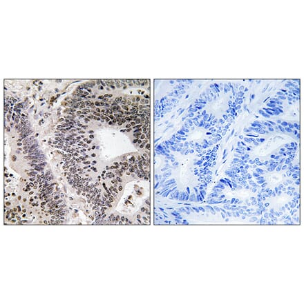 Immunohistochemistry - Anti-WWOX (phospho Tyr33) Antibody (A8276) - Antibodies.com