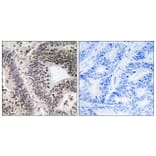 Immunohistochemistry - Anti-WWOX (phospho Tyr33) Antibody (A8276) - Antibodies.com