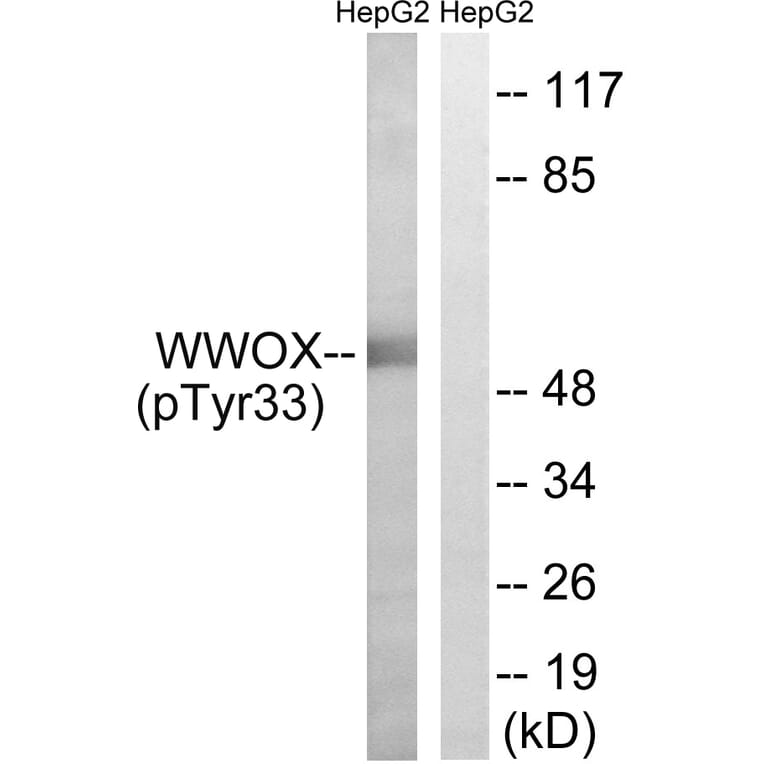 Western Blot - Anti-WWOX (phospho Tyr33) Antibody (A8276) - Antibodies.com
